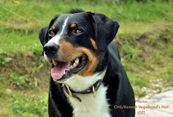 Boyero de Appenzell Dogs Raza - Características, Fotos & Precio | MundoAnimalia