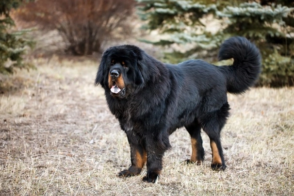 Tibetan Mastiff Dogs Breed - Information, Temperament, Size & Price | Pets4Homes
