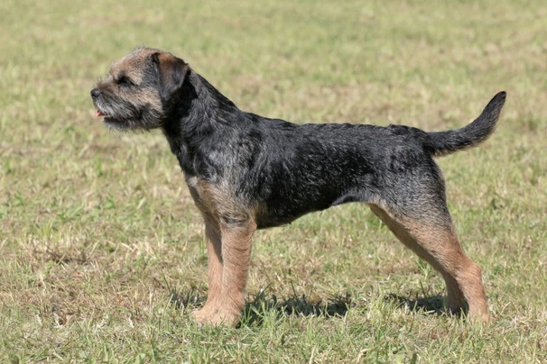Border Terrier Dogs Raza - Características, Fotos & Precio | MundoAnimalia