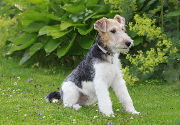 Fox Terrier de Pelo Duro Dogs Raza - Características, Fotos & Precio | MundoAnimalia