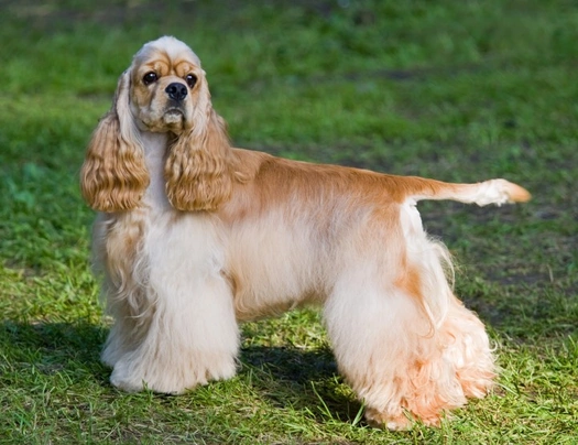 American Cocker Spaniel Dogs Breed - Information, Temperament, Size & Price | Pets4Homes