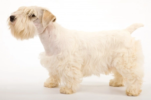 Sealyham Terrier Dogs Raza - Características, Fotos & Precio | MundoAnimalia