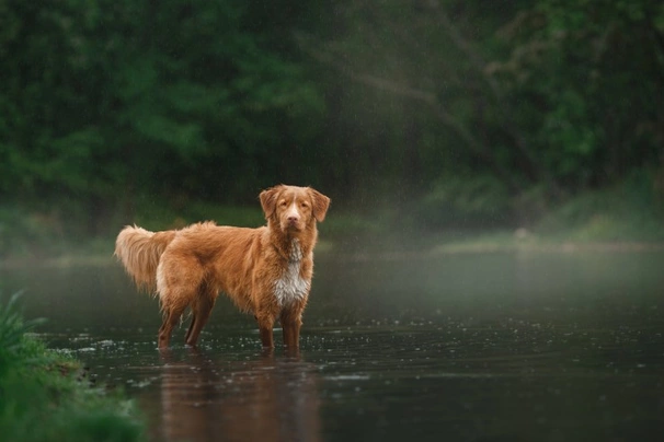 Nova Scotia Duck Tolling Retriever Dogs Raza - Características, Fotos & Precio | MundoAnimalia