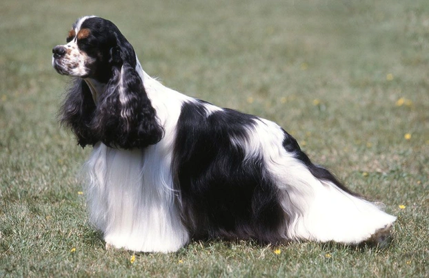 American Cocker Spaniel Dogs Breed - Information, Temperament, Size & Price | Pets4Homes