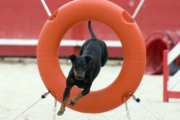 Manchester Terrier Dogs Raza - Características, Fotos & Precio | MundoAnimalia
