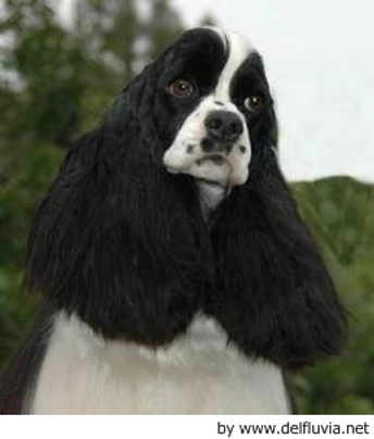 American Cocker Spaniel Dogs Breed - Information, Temperament, Size & Price | Pets4Homes