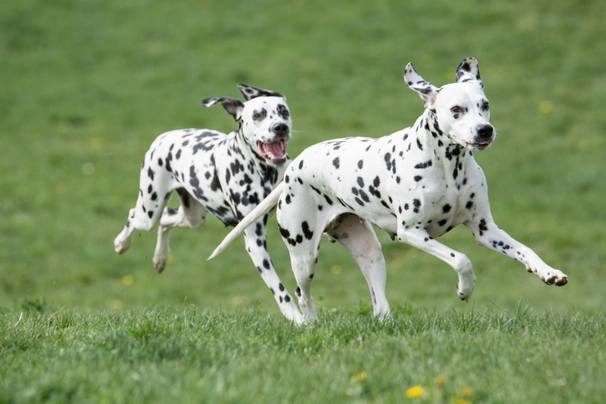 Dalmatian Dogs Breed - Information, Temperament, Size & Price | Pets4Homes