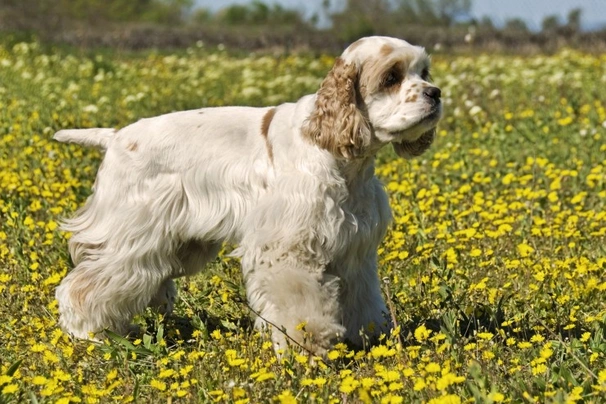 American Cocker Spaniel Dogs Breed - Information, Temperament, Size & Price | Pets4Homes