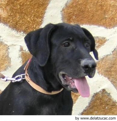 Ca de Bestiar - Perro de Pastor Mallorquín Dogs Raza - Características, Fotos & Precio | MundoAnimalia