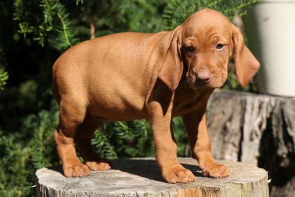 Vizsla Dogs Ras: Karakter, Levensduur & Prijs | Puppyplaats