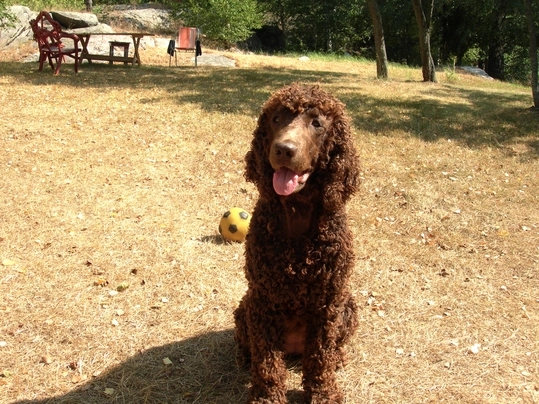 Irish Water Spaniel Dogs Breed - Information, Temperament, Size & Price | Pets4Homes