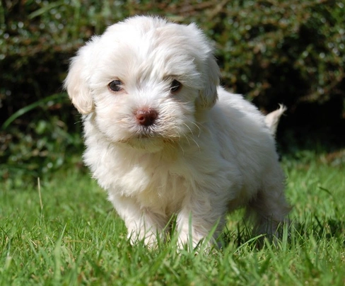 Cavapoo Dogs Breed - Information, Temperament, Size & Price | Pets4Homes