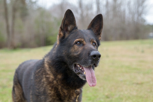German Shepherd Dogs Breed - Information, Temperament, Size & Price | Pets4Homes
