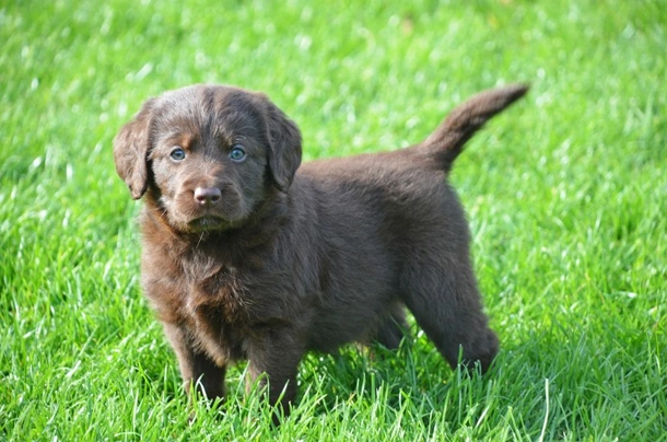 Labradoodle Dogs Breed - Information, Temperament, Size & Price | Pets4Homes