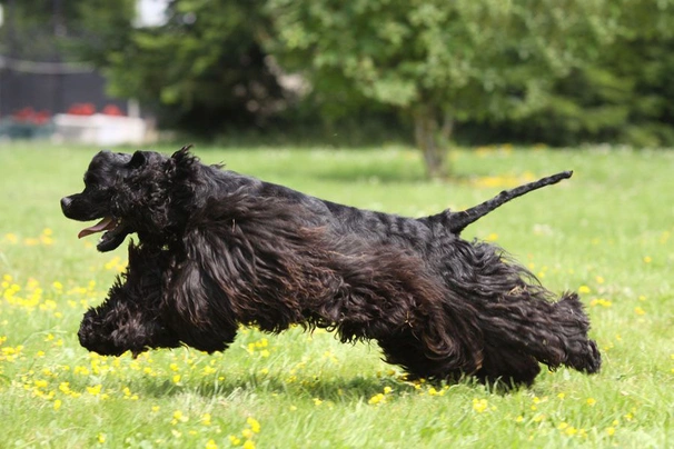 American Cocker Spaniel Dogs Breed - Information, Temperament, Size & Price | Pets4Homes