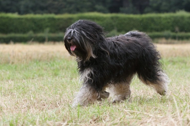 Tibetan Terrier Dogs Breed - Information, Temperament, Size & Price | Pets4Homes