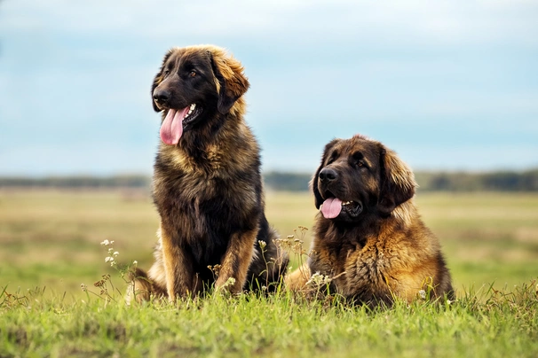 Leonberger Dogs Raza - Características, Fotos & Precio | MundoAnimalia