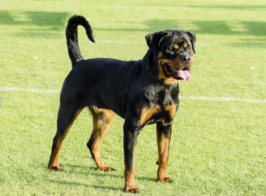 Rottweiler Dogs Raza - Características, Fotos & Precio | MundoAnimalia