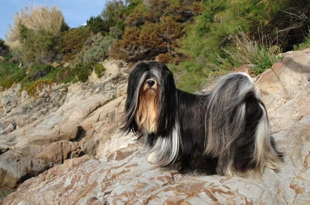 Lhasa Apso Dogs Breed - Information, Temperament, Size & Price | Pets4Homes