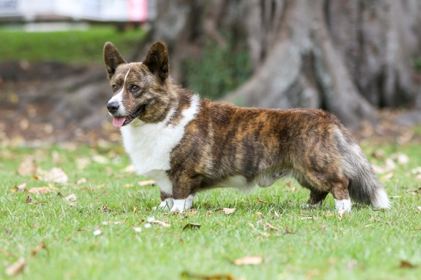 Welsh Corgi Cardigan Dogs Raza - Características, Fotos & Precio | MundoAnimalia