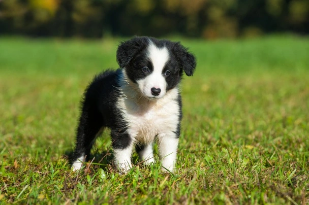 Border Collie Dogs Breed - Information, Temperament, Size & Price | Pets4Homes