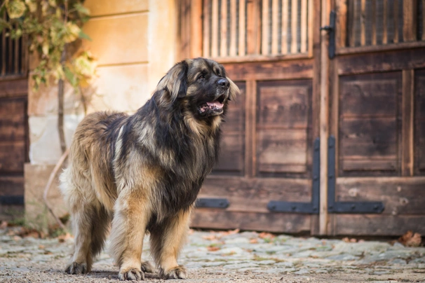 Leonberger Dogs Raza - Características, Fotos & Precio | MundoAnimalia