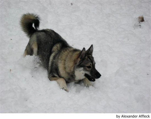 Norwegian Elkhound Dogs Breed - Information, Temperament, Size & Price | Pets4Homes