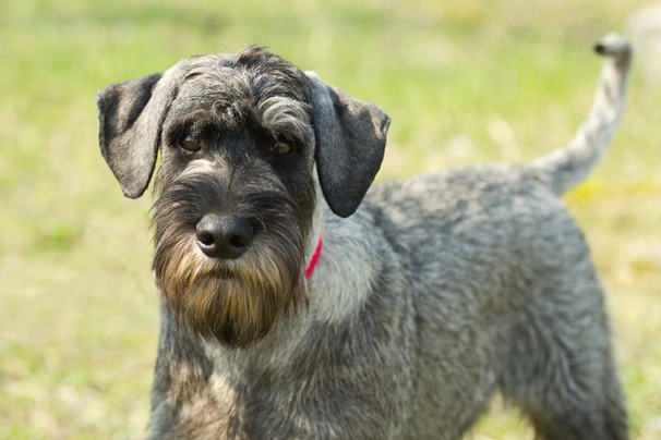 Schnauzer Dogs Breed - Information, Temperament, Size & Price | Pets4Homes