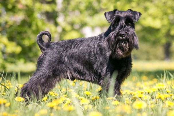 Schnauzer Dogs Breed - Information, Temperament, Size & Price | Pets4Homes