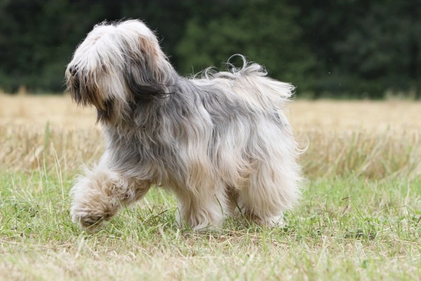 Tibetan Terrier Dogs Breed - Information, Temperament, Size & Price | Pets4Homes