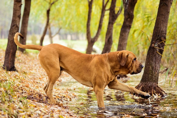 Fila Brasileiro Dogs Raza - Características, Fotos & Precio | MundoAnimalia