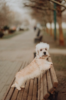Dandie Dinmont Terrier Dogs Breed - Information, Temperament, Size & Price | Pets4Homes