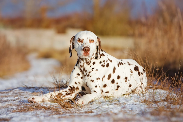 Dalmatian Dogs Breed - Information, Temperament, Size & Price | Pets4Homes