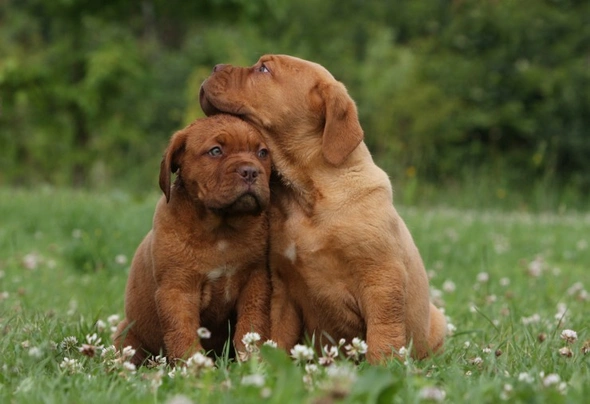 Dogue De Bordeaux Dogs Breed - Information, Temperament, Size & Price | Pets4Homes