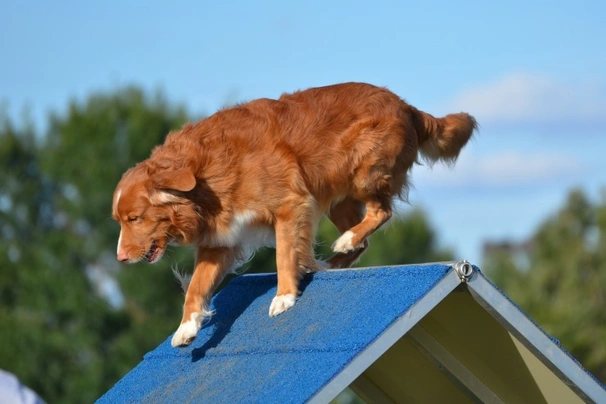Nova Scotia Duck Tolling Retriever Dogs Raza - Características, Fotos & Precio | MundoAnimalia