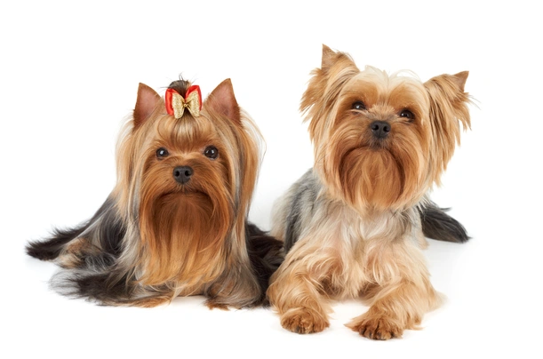 Yorkshire Terrier Dogs Raza - Características, Fotos & Precio | MundoAnimalia