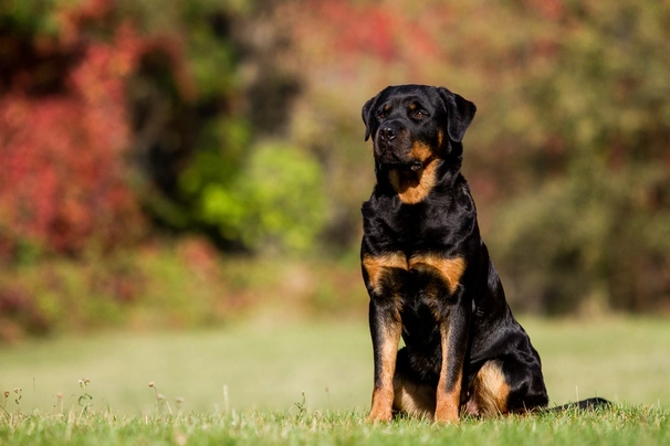 Rottweiler Dogs Raza - Características, Fotos & Precio | MundoAnimalia