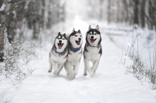 Siberian Husky Dogs Breed - Information, Temperament, Size & Price | Pets4Homes