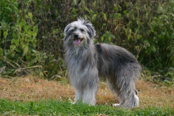Pyrenean Sheepdog Dogs Breed - Information, Temperament, Size & Price | Pets4Homes