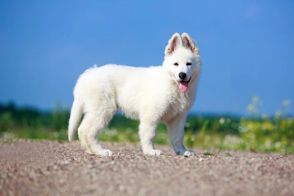 Zwitserse Witte Herdershond Dogs Ras: Karakter, Levensduur & Prijs | Puppyplaats