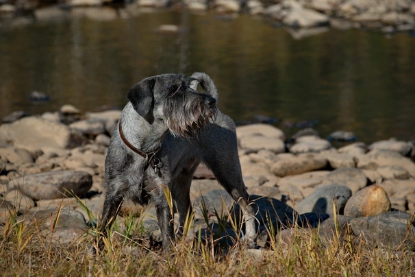 Schnauzer Dogs Breed - Information, Temperament, Size & Price | Pets4Homes