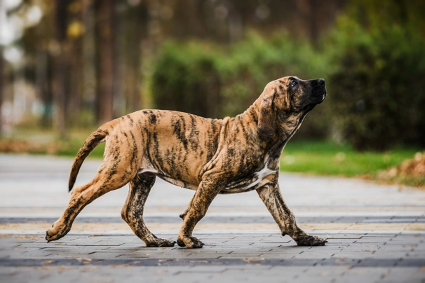 Fila Brasileiro Dogs Raza - Características, Fotos & Precio | MundoAnimalia