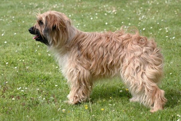 Pyrenean Sheepdog Dogs Breed - Information, Temperament, Size & Price | Pets4Homes