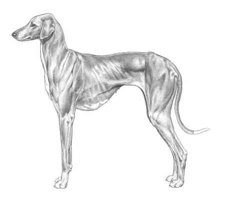 Levriero Dogs Razza - Prezzo, Temperamento & Foto | AnnunciAnimali