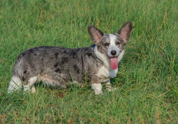 Welsh Corgi Cardigan Dogs Raza - Características, Fotos & Precio | MundoAnimalia