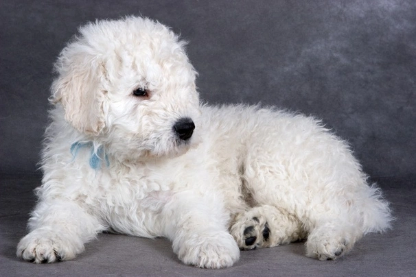Komondor Dogs Raza - Características, Fotos & Precio | MundoAnimalia