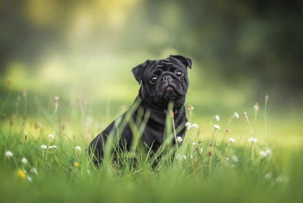 Pug Dogs Breed - Information, Temperament, Size & Price | Pets4Homes