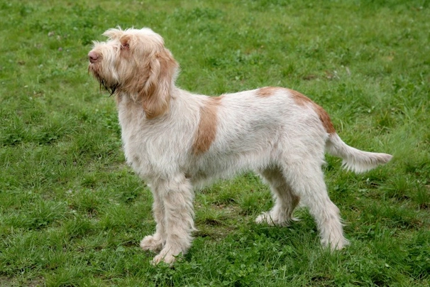 Italian Spinone Dogs Breed - Information, Temperament, Size & Price | Pets4Homes