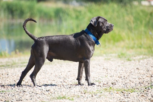 Cane Corso Dogs Raza - Características, Fotos & Precio | MundoAnimalia
