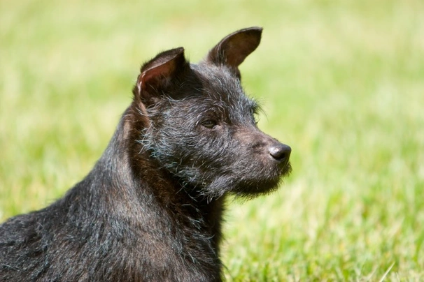 Patterdale Terrier Dogs Raza - Características, Fotos & Precio | MundoAnimalia
